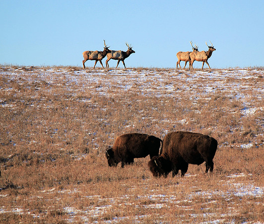 Maxwell Prairie Refuge, Elk, Bison, Kansas, Prairie, winter