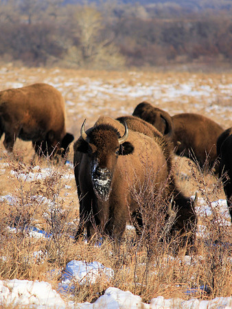 Bison, Kansas, Prairie, winter
