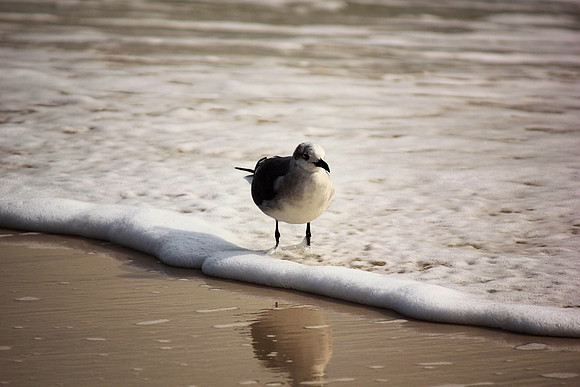 Tern, Pensacola Beach, surf, bird
