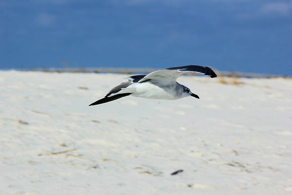 Tern, Pensacola Beach, Florida, flight