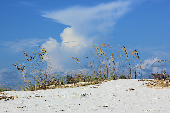 Pensacola Beach, Florida, sea oats