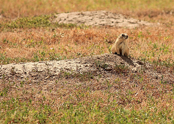 Prairie Dog. Hutchinson, Kansas