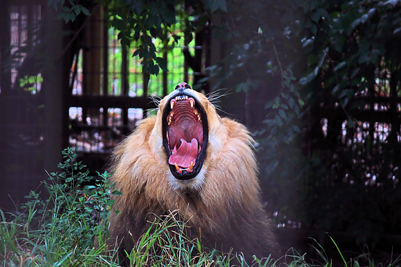 lion, Topeka Zoo, Kansas