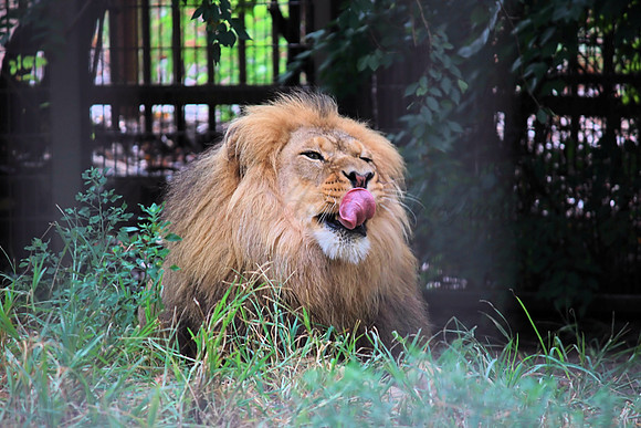 lion, Topeka Zoo, Big Cat, Kansas
