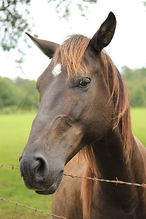 Horse, "brown horse", Florida