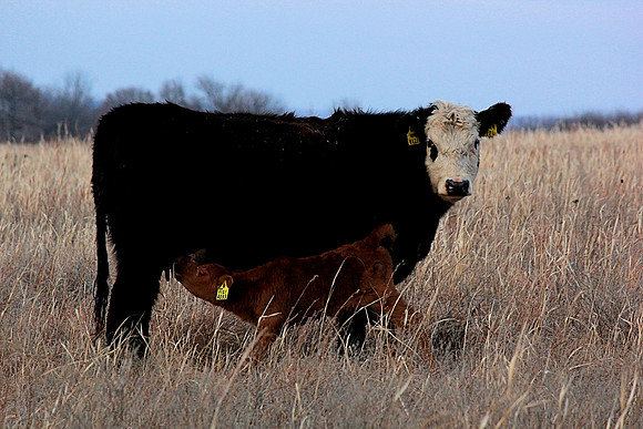 cow feeding calf, Kansas cow, calf feeding