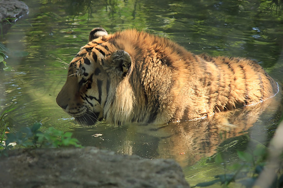Tiger, Tiger in water, Sunset Zoo, Manhattan, Kansas