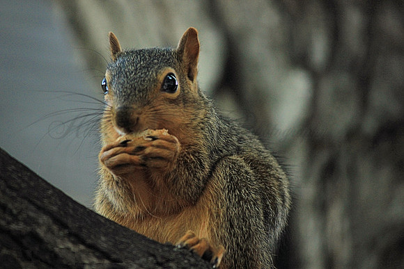 squirrel, squirrel eating nuts, squirrel in tree