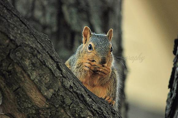 squirrel, squirrel eating nuts, squirrel in tree