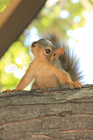 squirrel, squirrel with quizzical expression, squirrel in tree