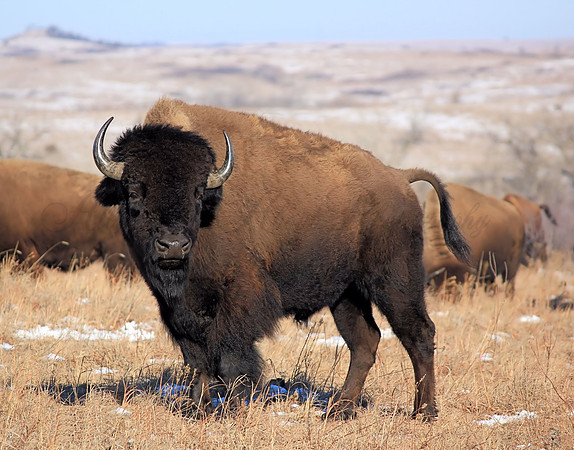 Bison, Kansas, Maxwell Prairie Preserve