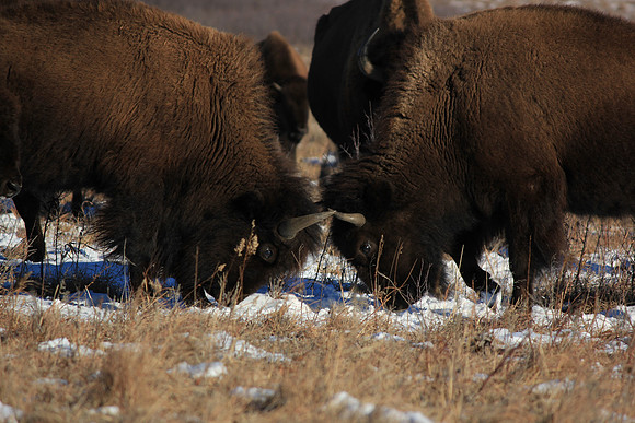 Bison, Maxwell Prairie Preserve, Canton Kansas