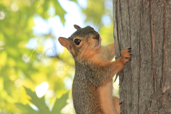 Squirrel!