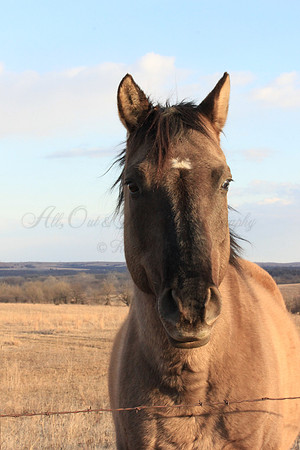 Horse in Kansas