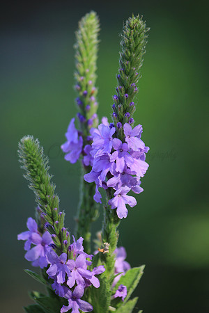 Hoary Vervain (Verbenaceae)